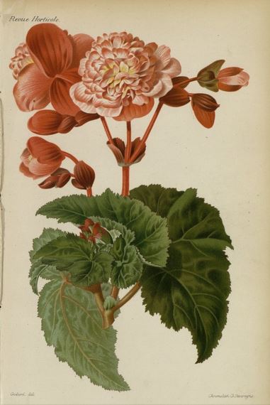 B. ‘Mons. Laing’